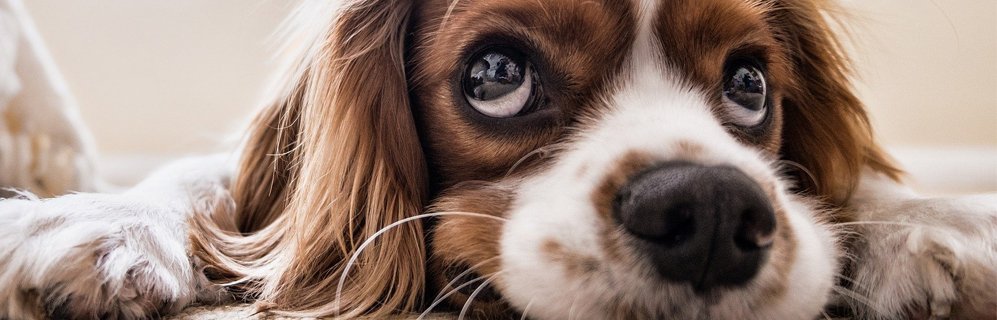 Your pet stays actively engaged and cared for.