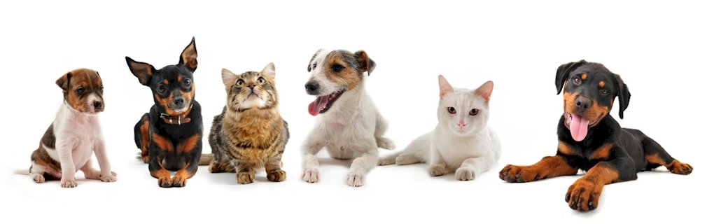 For your pet`s safety, we maintain your pet`s records.